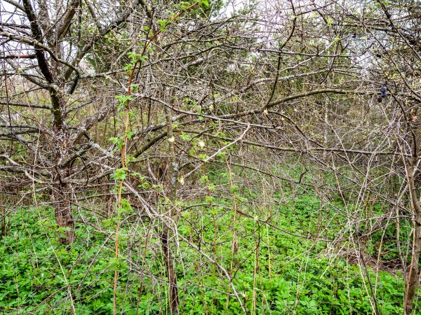 Underbrush Clearing in Buford
