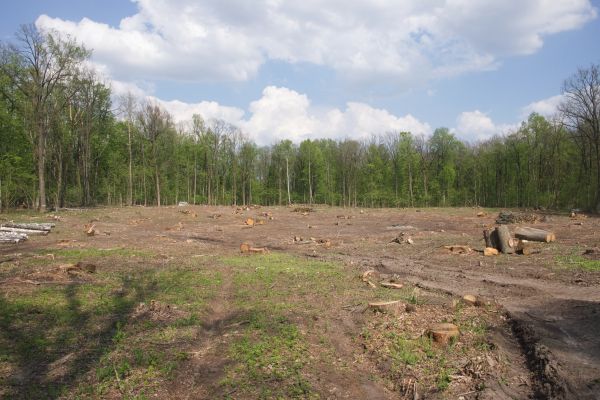 Cost of Pasture Clearing in Buford