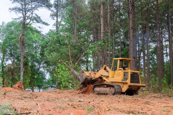 Forest Thinning in Buford