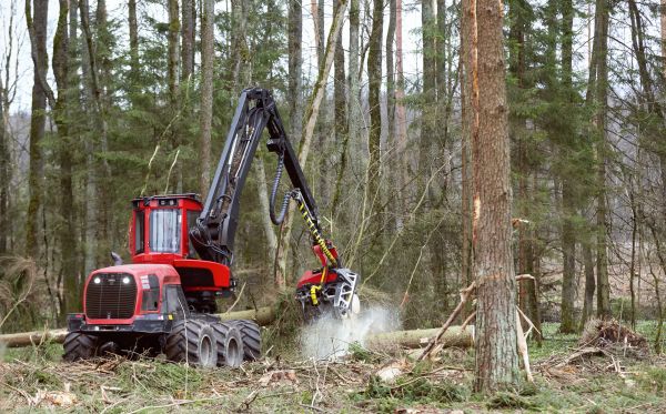 Forest Clearance Service in Buford