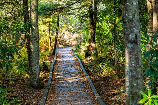 Trail Clearing in Buford