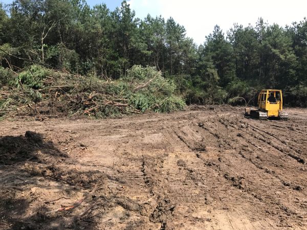 Cost of Thicket Clearing in Buford